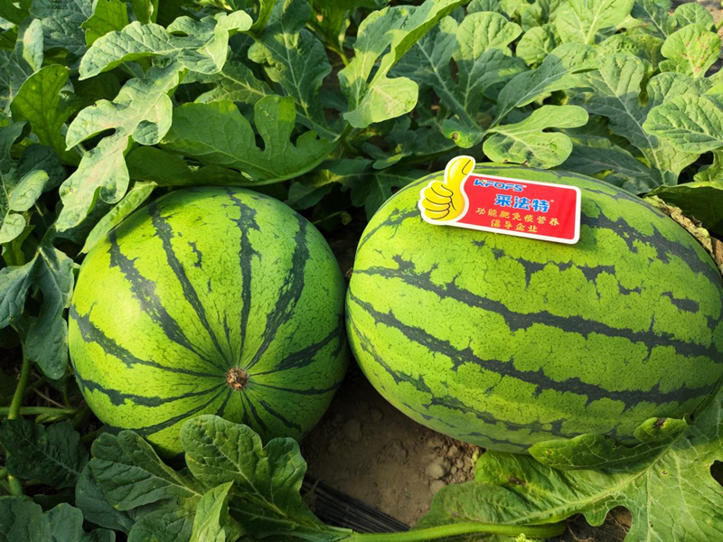 西瓜用什么水溶肥效果好？