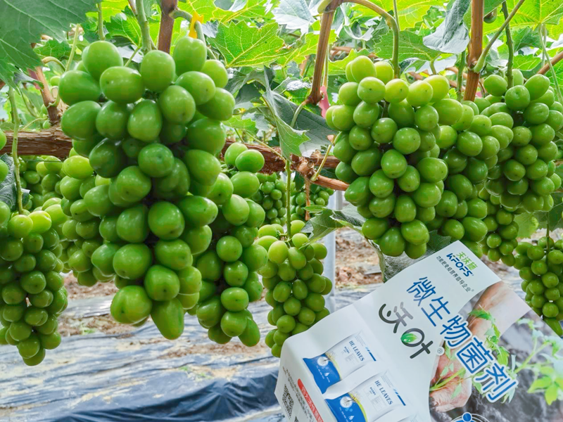 葡萄施肥用什么肥料？王大叔選這款