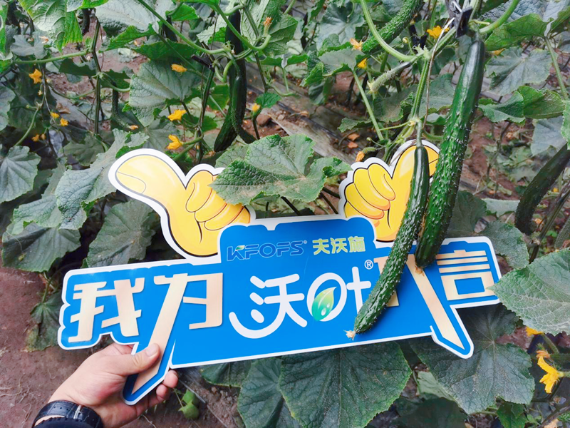 水溶肥效果怎么樣？