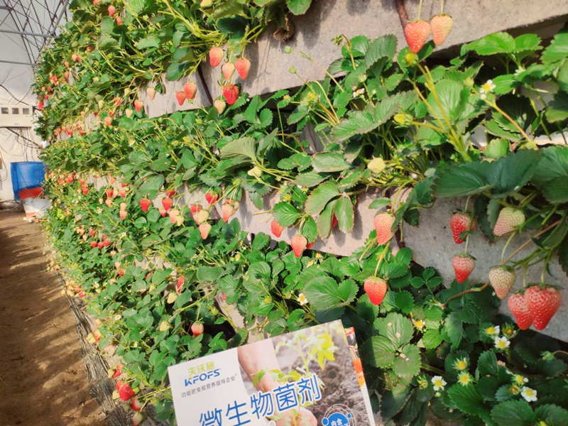 微生物菌劑用在草莓上效果怎么樣？