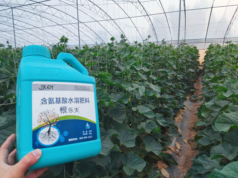 黃瓜施用水溶肥效果怎么樣？