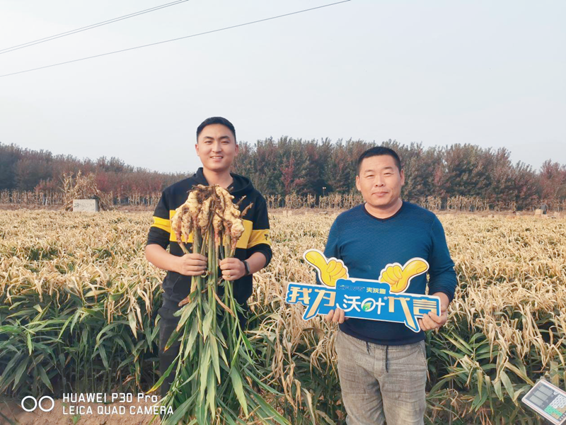 生姜用什么肥料才高產(chǎn)？