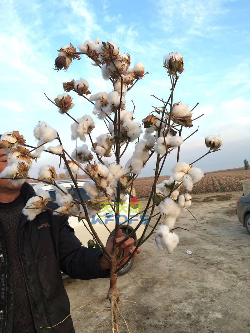 水溶肥效果哪家好？聽王大哥說