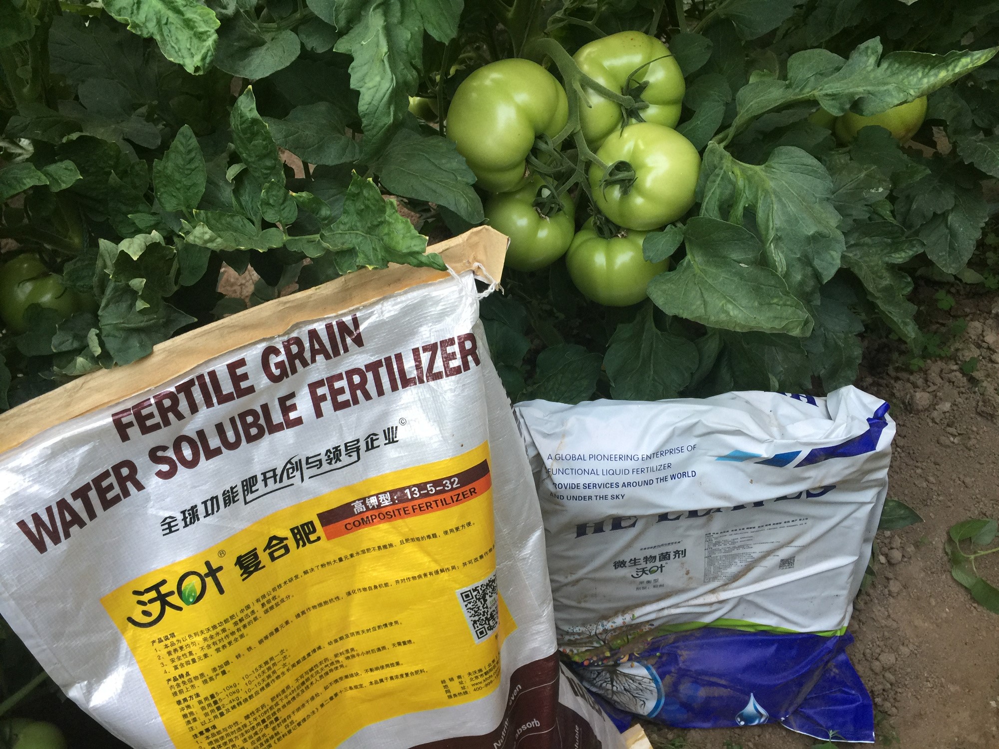 顆粒水溶肥，王大叔選沃葉