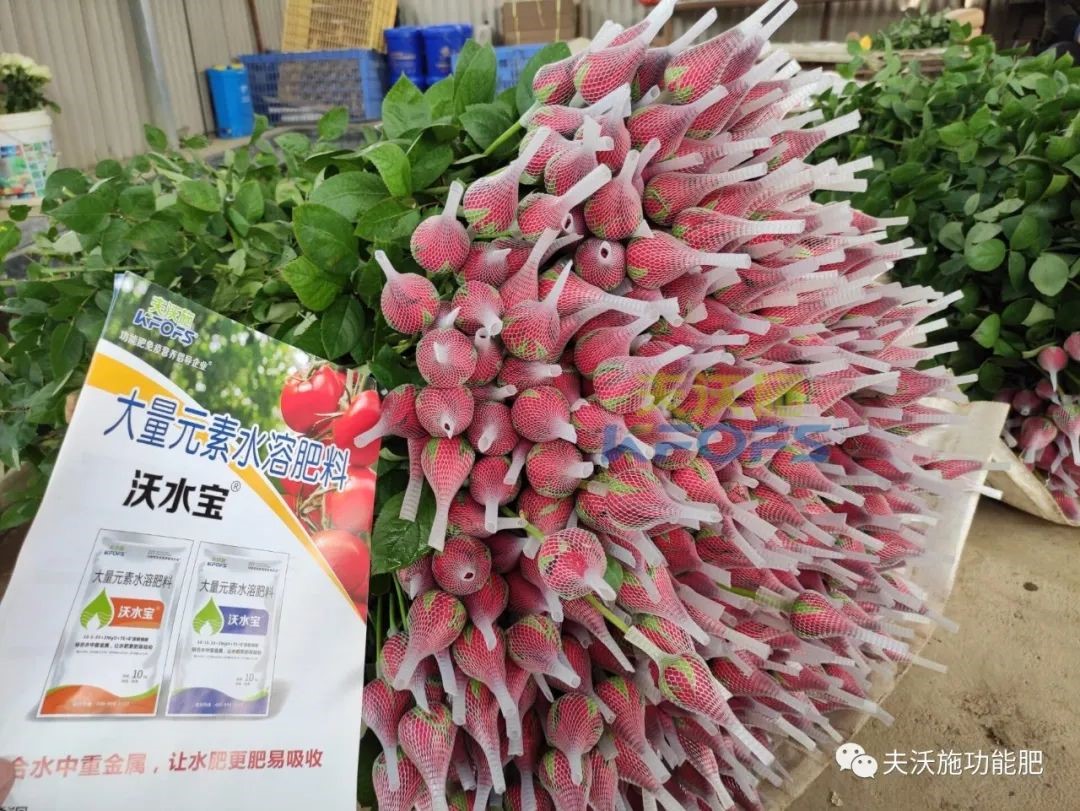 玫瑰花用什么肥料最好？