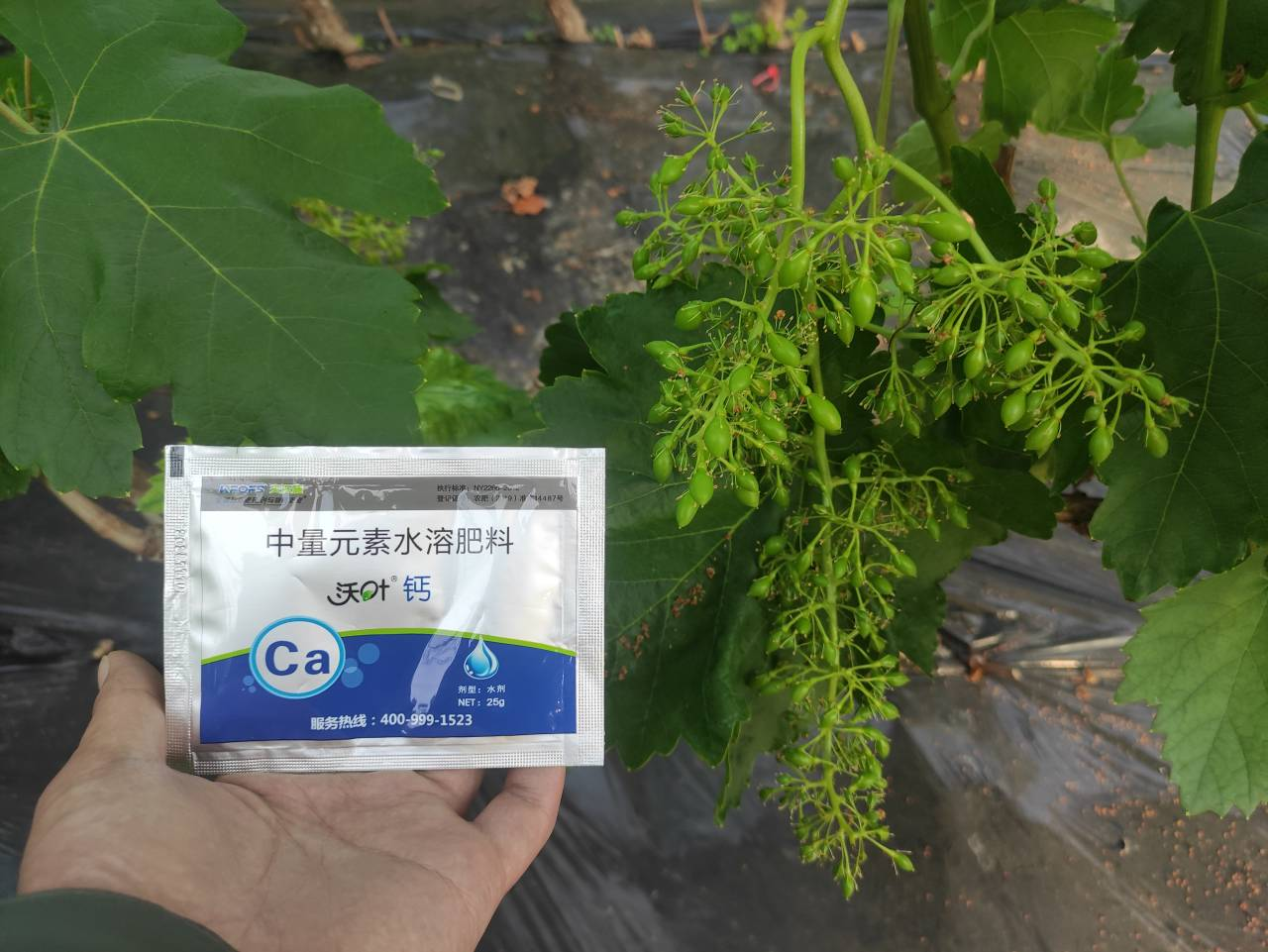 鈣肥的作用，寧夏大姐用沃葉鈣案例