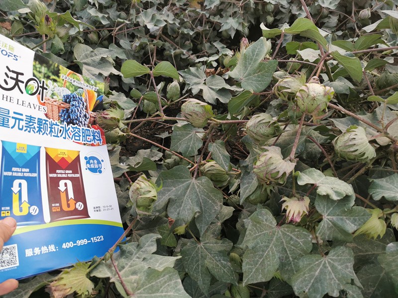 棉花各個(gè)時(shí)期如何施肥？來看高產(chǎn)技巧