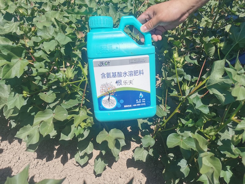 棉花各個(gè)時(shí)期如何施肥-棉花用根樂夫效果.jpg