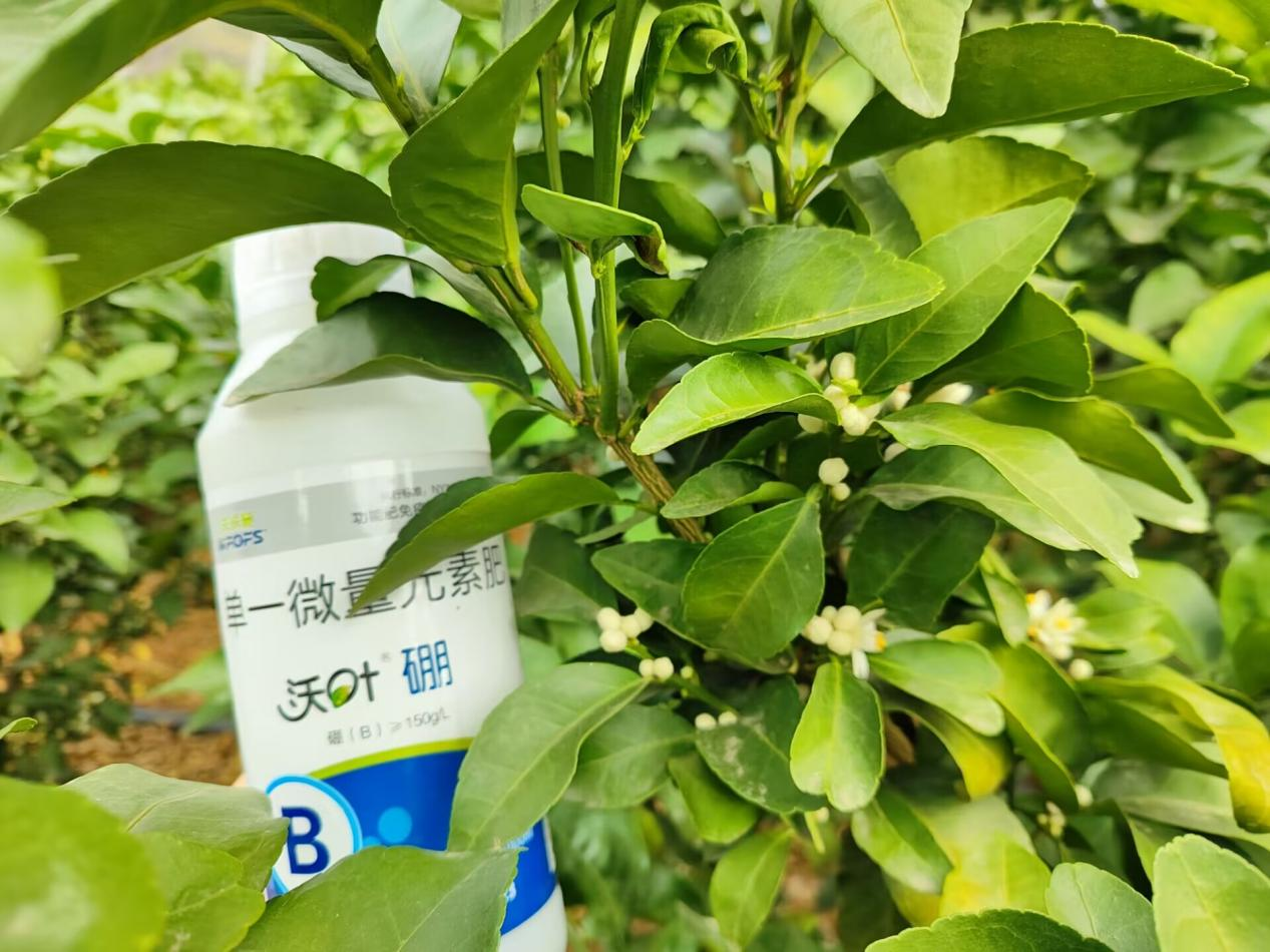水溶肥在柑橘上的效果怎么樣？夫沃施柑橘案例