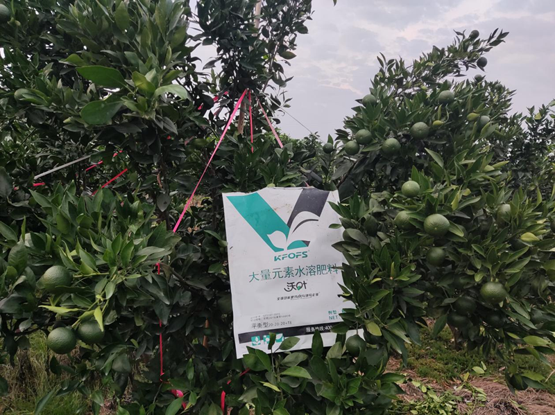 柑橘樹施什么肥最好-沃葉大量元素.png
