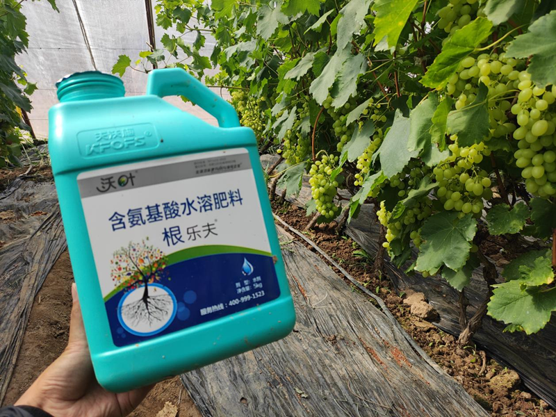 水溶肥-寧夏維多利亞葡萄用根樂夫.png