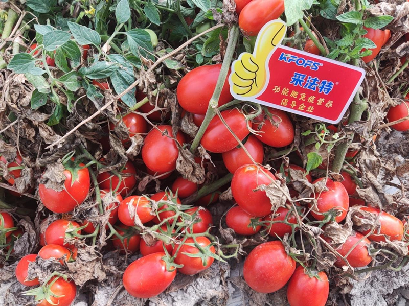 水溶肥用在番茄上，效果看得見(jiàn)