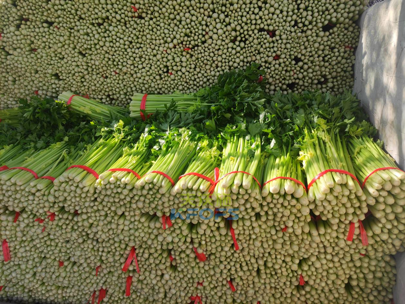 生根劑選哪款?他們認可沃葉