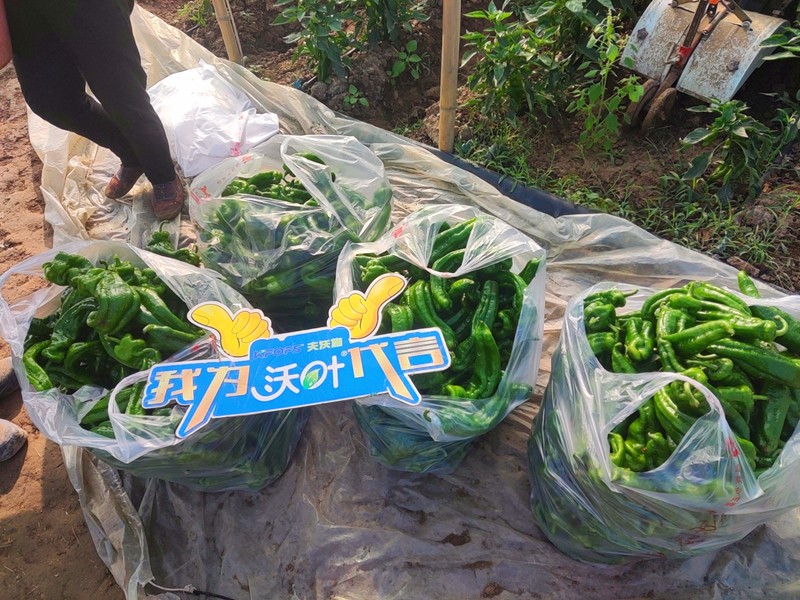 【已用】回訪時間：2022年11月20日，回訪地址：河南省永城產(chǎn)品：沃葉顆粒肥，回訪作物：辣椒使用效果：農(nóng)戶使用夫沃施沃葉顆粒肥長勢旺盛，開花多，結(jié)果量大，一個辣椒就重達半斤重 (6).jpg