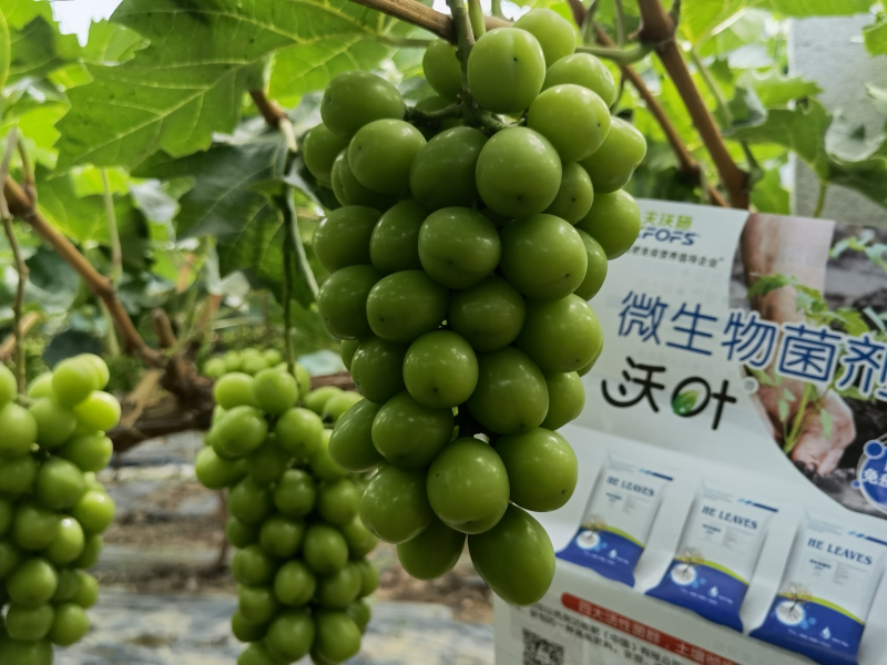 微生物菌劑哪個(gè)牌子好-沃葉菌劑葡萄.png