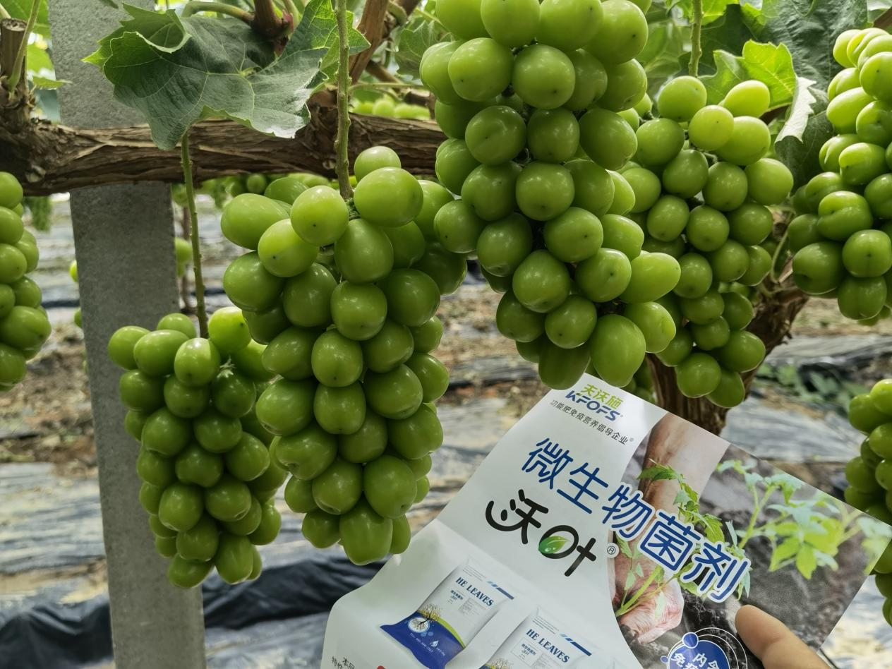 微生物菌劑的作用，你了解多少？