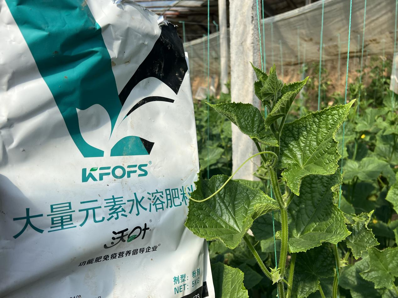 水溶肥如何調(diào)理黃瓜條直黑亮下瓜快？