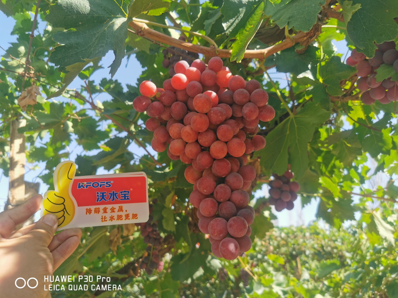 葡萄種植用什么肥好？唐大姐案例告訴你
