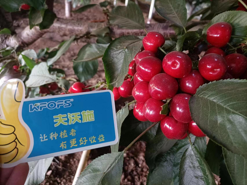 櫻桃施什么肥最大最甜？案例告訴你