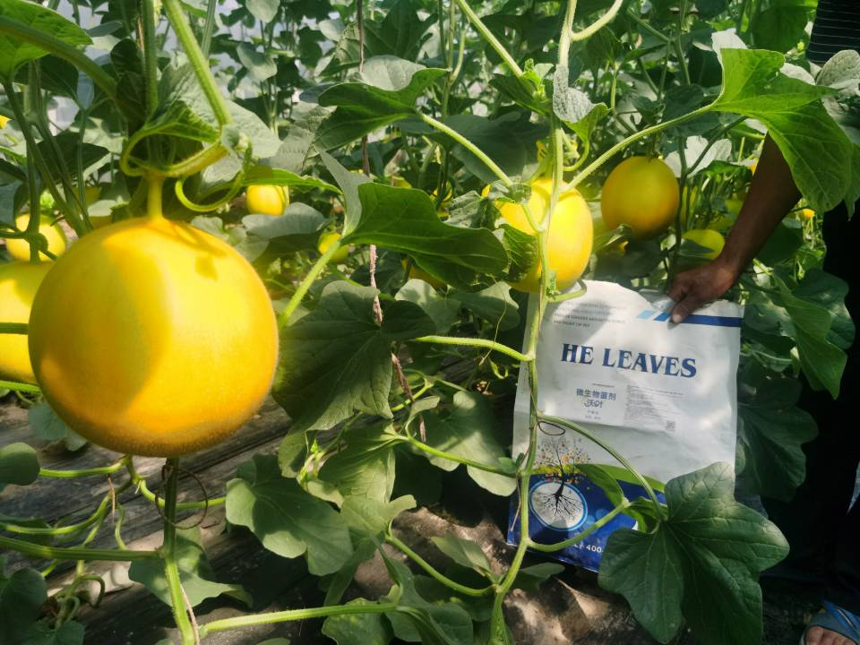 土壤改善用什么肥料？