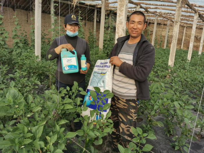 蔬菜施什么肥長得快又好？專業(yè)分析