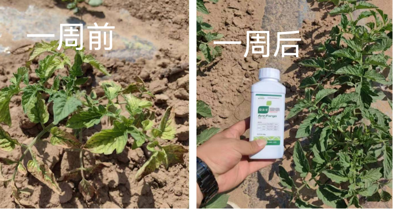 作物藥害怎么解決？找安法戈