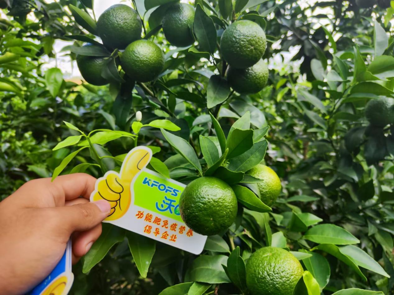 硼肥對果樹的重要性你了解嗎？