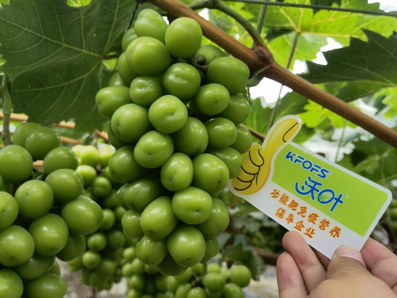 中量元素在作物生長過程中的重要作用，你真的了解嗎？