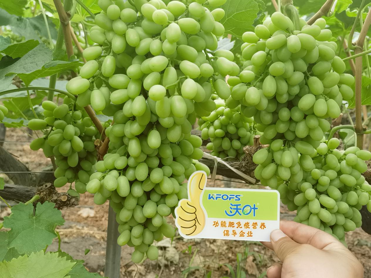 葉面肥怎么選？看李大哥怎么說