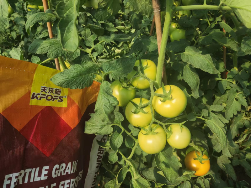 顆粒水溶肥-西紅柿用沃葉效果.png
