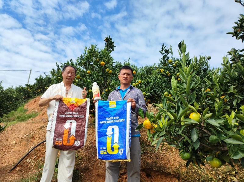 柑橘樹什么時候施肥好？你一定不知道