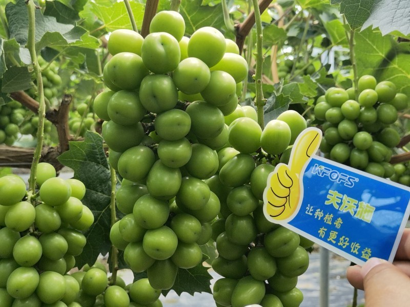 【已用】2022年7月21日，回訪地址：江蘇鹽城使用產(chǎn)品沃水寶粉劑，回訪作物：陽(yáng)光玫瑰使用效果：使用沃水寶粉劑陽(yáng)光果粒均勻糖度高，穗型緊湊，膨果均勻，沒(méi)有大小?，F(xiàn)象，單果粒重量以經(jīng)達(dá)到16克 (5).jpg