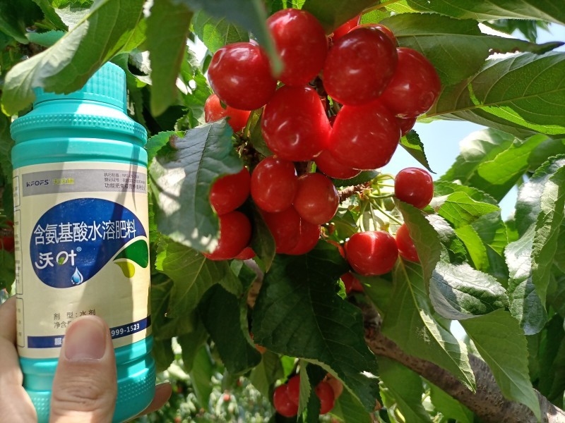 葉面肥什么時候用，你知道嗎？