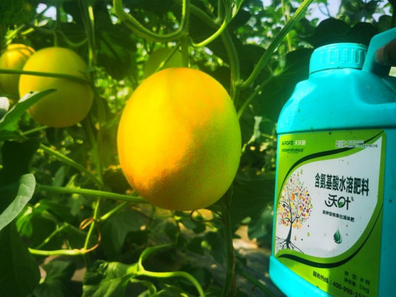 種甜瓜用什么肥好?郭大哥有話說