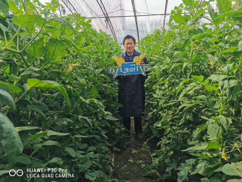 番茄用什么肥料產量高