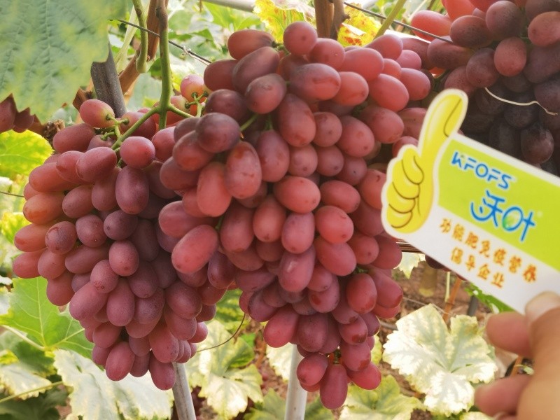 葉面肥的4個(gè)使用技巧你知道嗎？