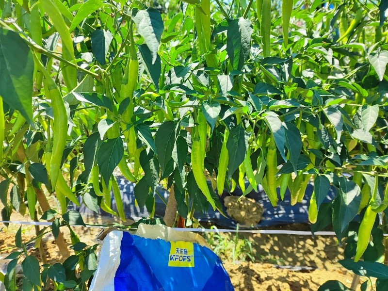 辣椒施肥選沃葉，提高產(chǎn)量沒問題