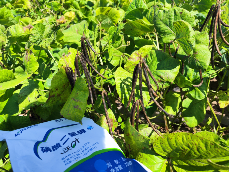 葉面肥在綠豆效果怎么樣？