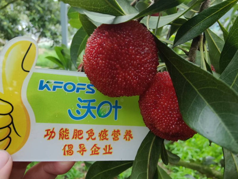 葉面肥什么時候打效果好？