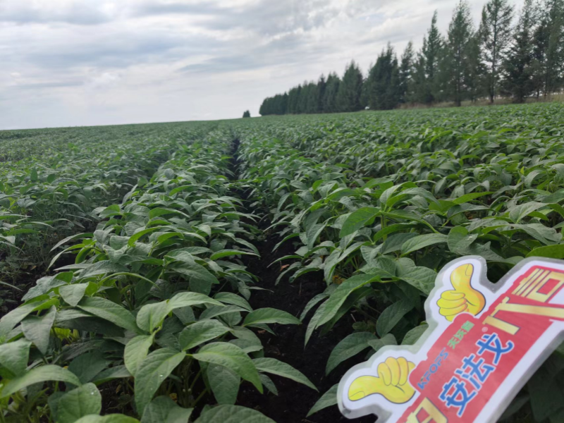 葉面肥在大豆上效果怎么樣？