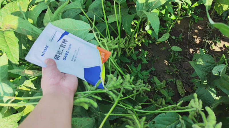 葉面肥-大豆用沃葉磷酸二氫鉀效果.png