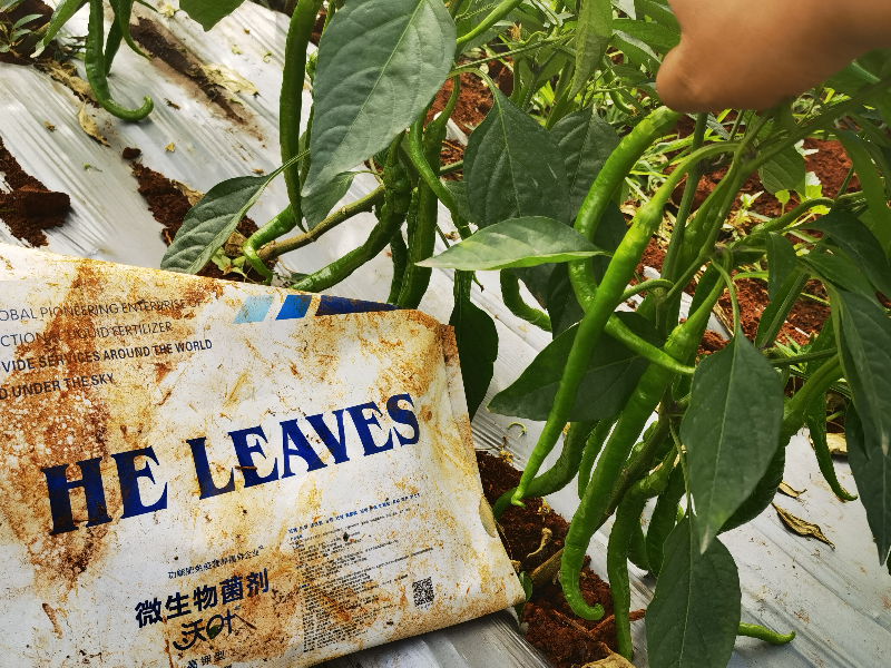 微生物菌劑在辣椒上效果怎么樣？