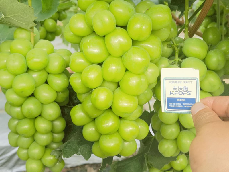 種植葡萄技術(shù)，這3點(diǎn)一定要掌握