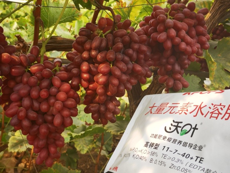 葡萄施肥怎么增產(chǎn)增收?夫沃施為你解惑