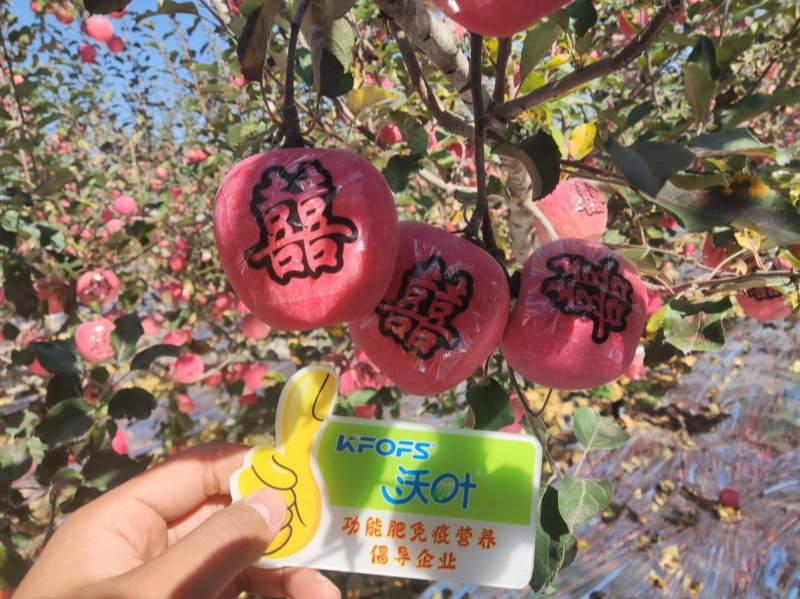 水溶肥調(diào)理果樹(shù)老化黃化問(wèn)題