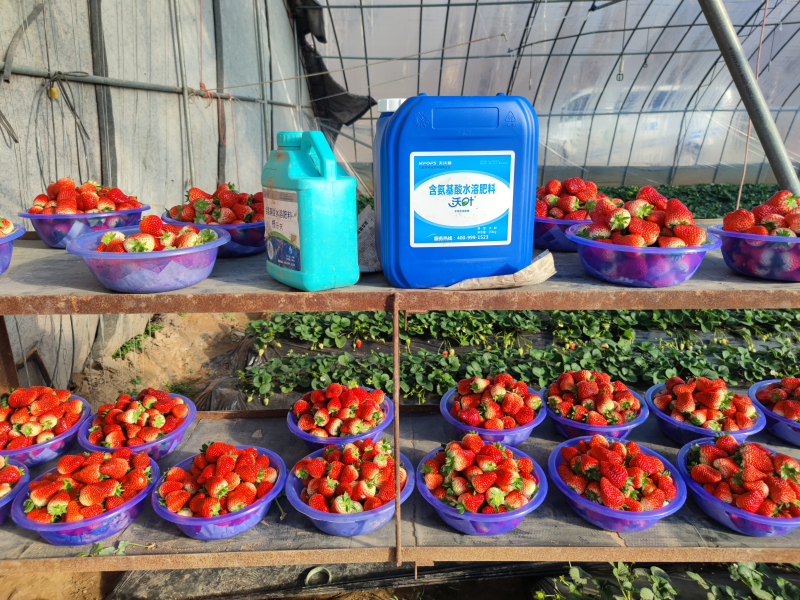 草莓專(zhuān)用水溶肥有哪些？好不好？
