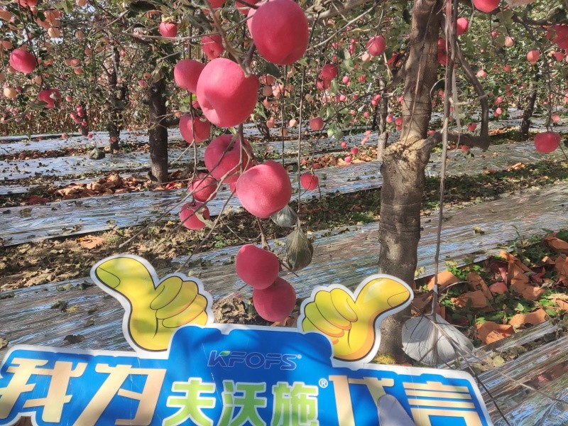 葉面肥你會用嗎？