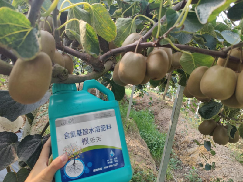 如何施肥讓果實(shí)快速膨大&mdash;獼猴桃用沃葉根樂夫效果.png