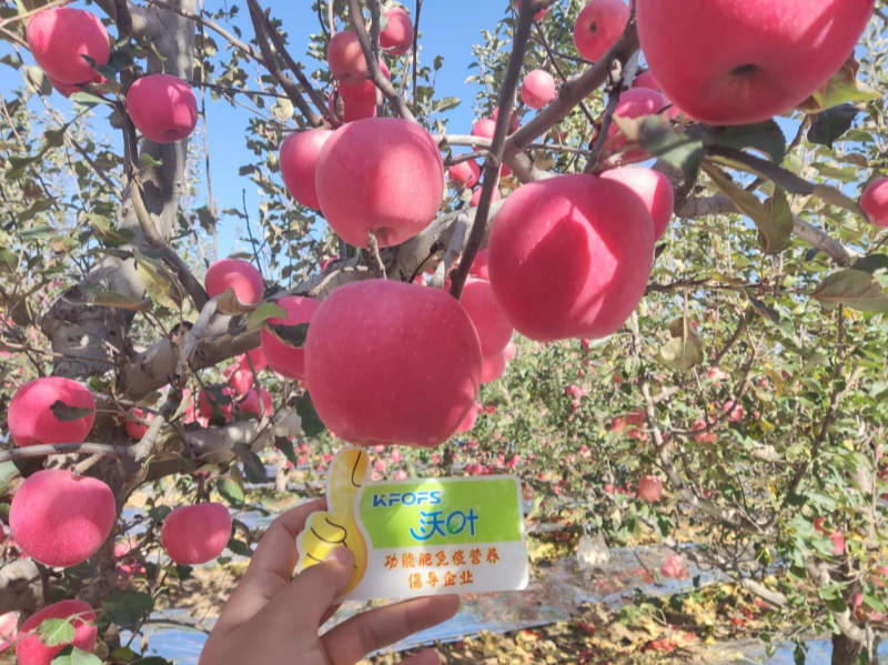 果實(shí)膨大期施什么肥？