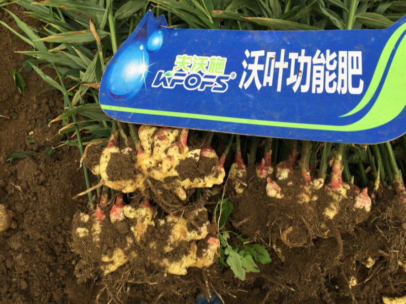 水溶肥如何解決大姜苗期的各種問(wèn)題